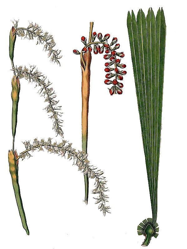 Licuala peltata