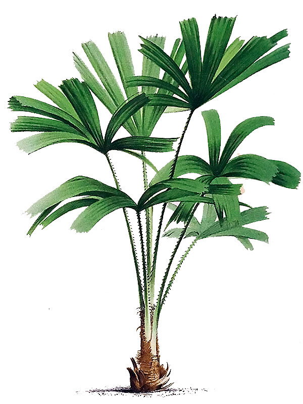 Licuala spinosa