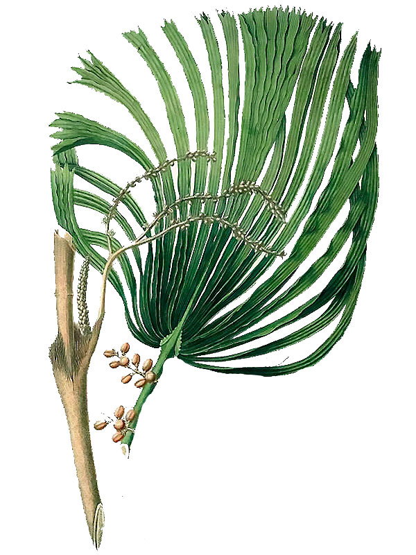 Licuala spinosa