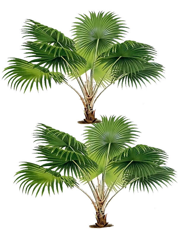 Livistona altissima