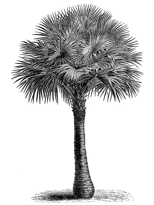 Livistona australis