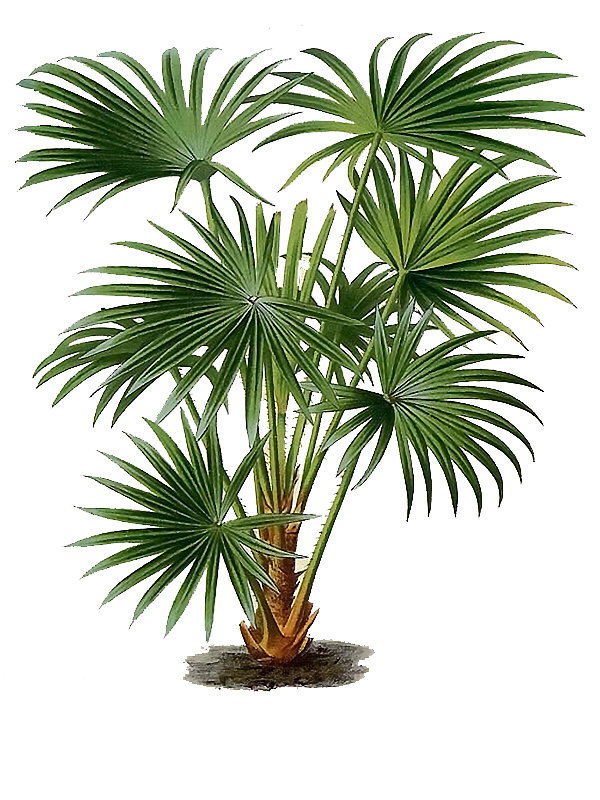 Livistona australis