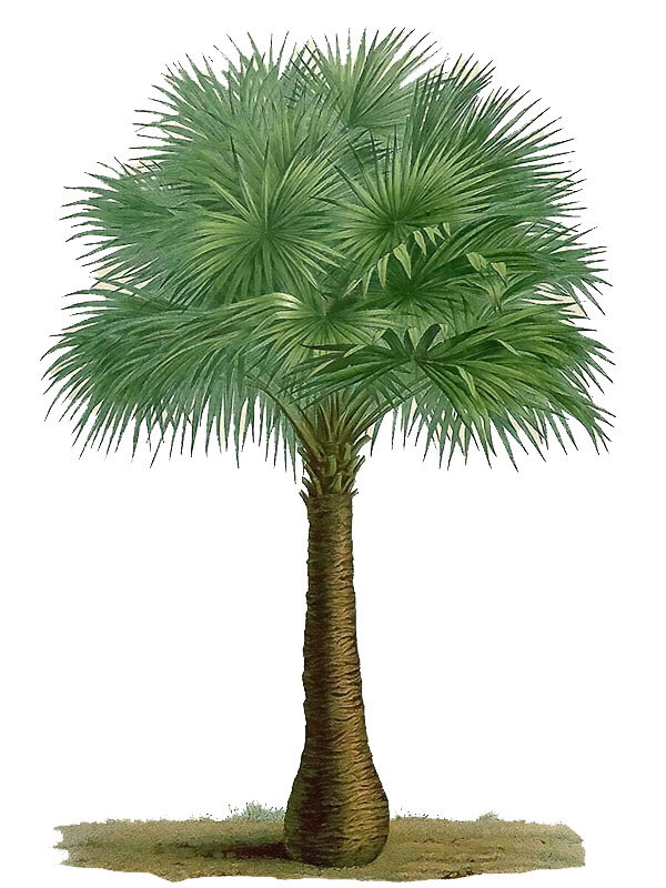 Livistona australis