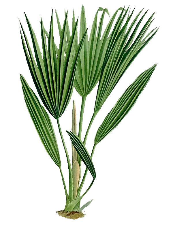 Livistona chinensis