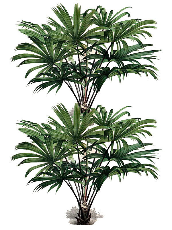 Livistona saribus