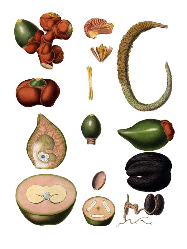 Lodoicea maldivica