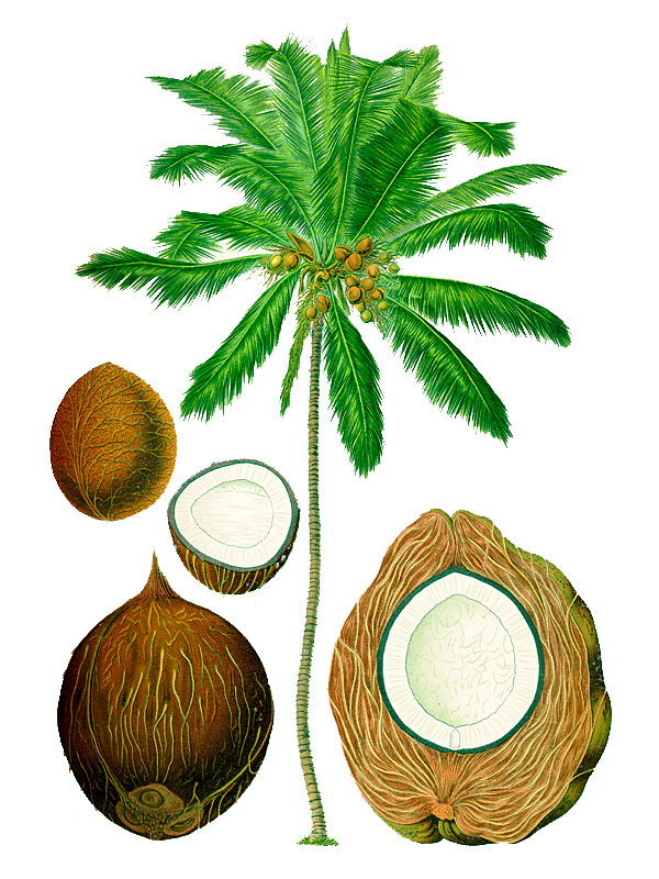 Lodoicea sechellarum