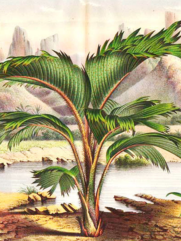 Phoenicophorium sechellarum