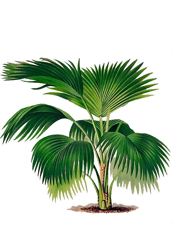 Pritchardia macrocarpa