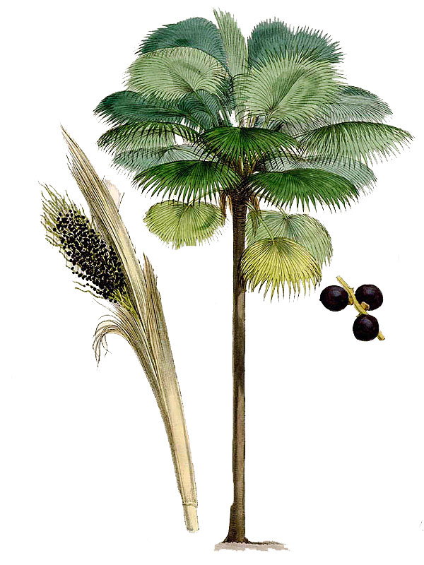 Pritchardia pacifica