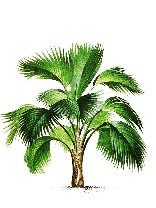 Pritchardia pacifica