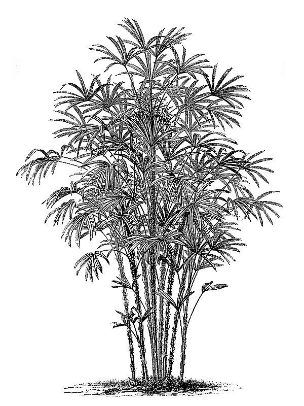Rhapis flabelliformis