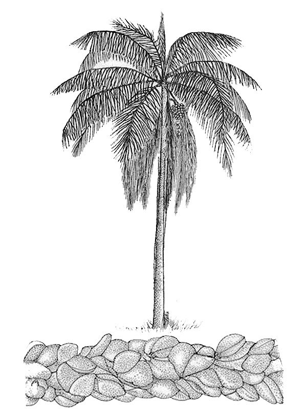 Syagrus inajai