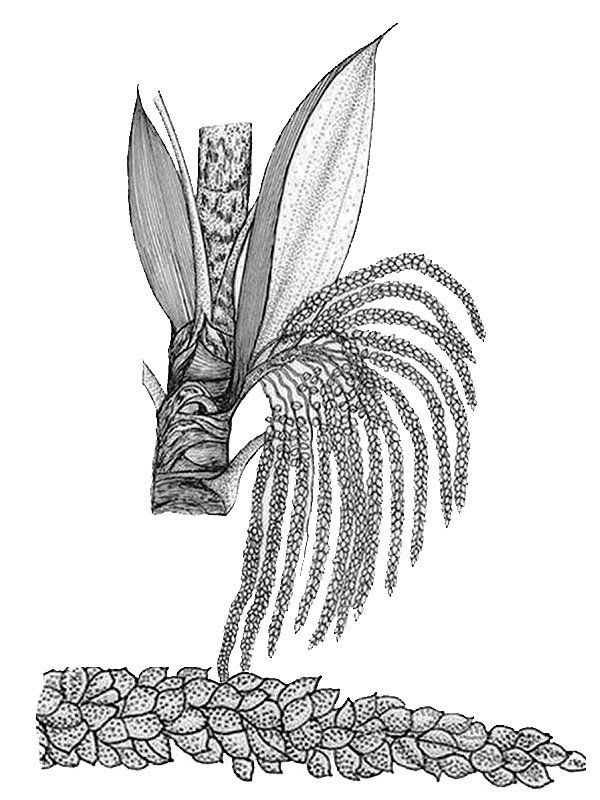 Syagrus inajai