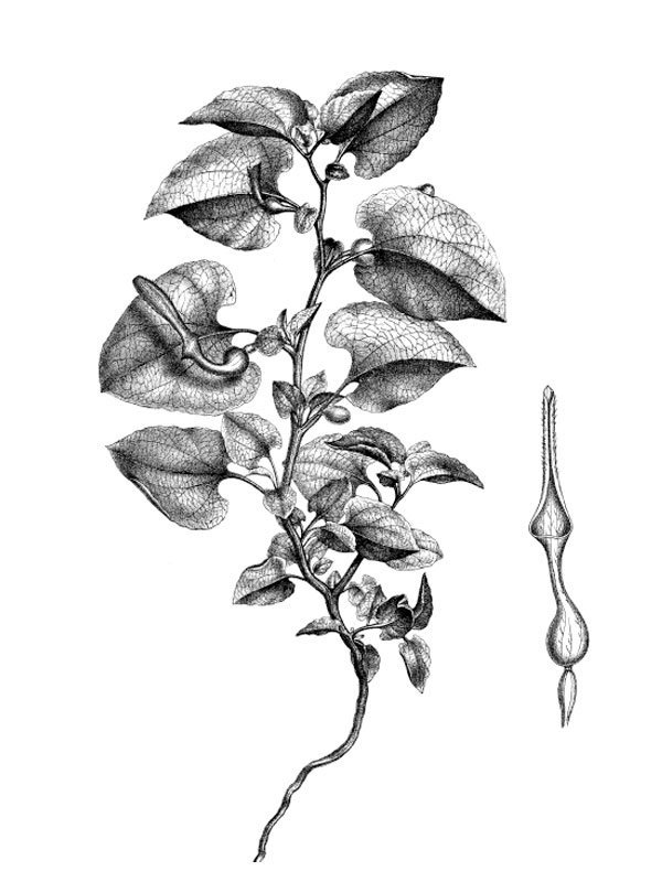 Aristolochia bracteata