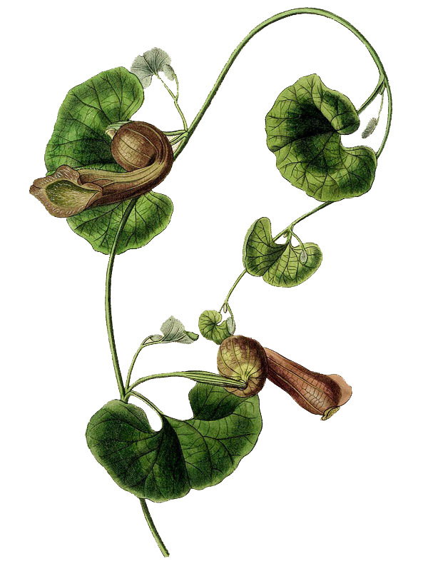 Aristolochia chilensis
