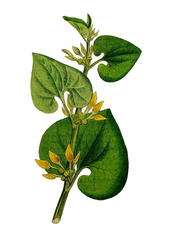 Aristolochia clematitis