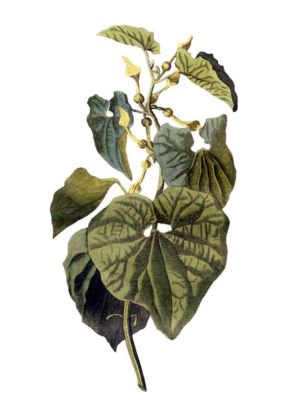Aristolochia clematitis