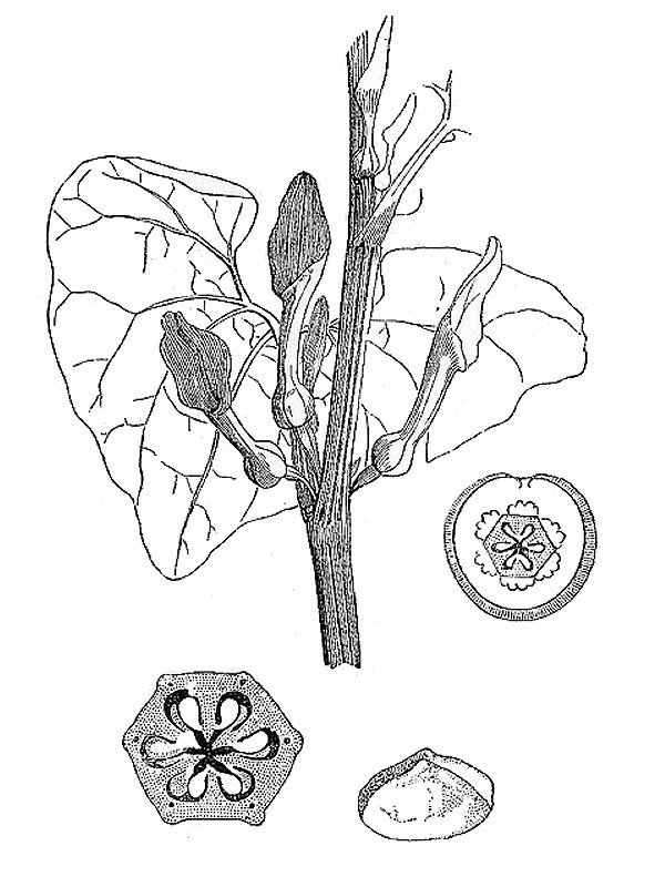 Aristolochia clematitis