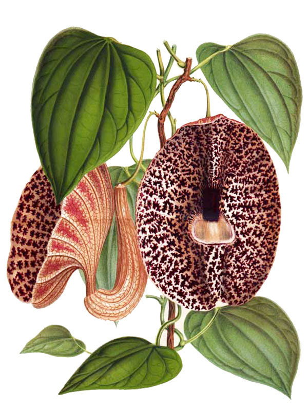 Aristolochia clypeata