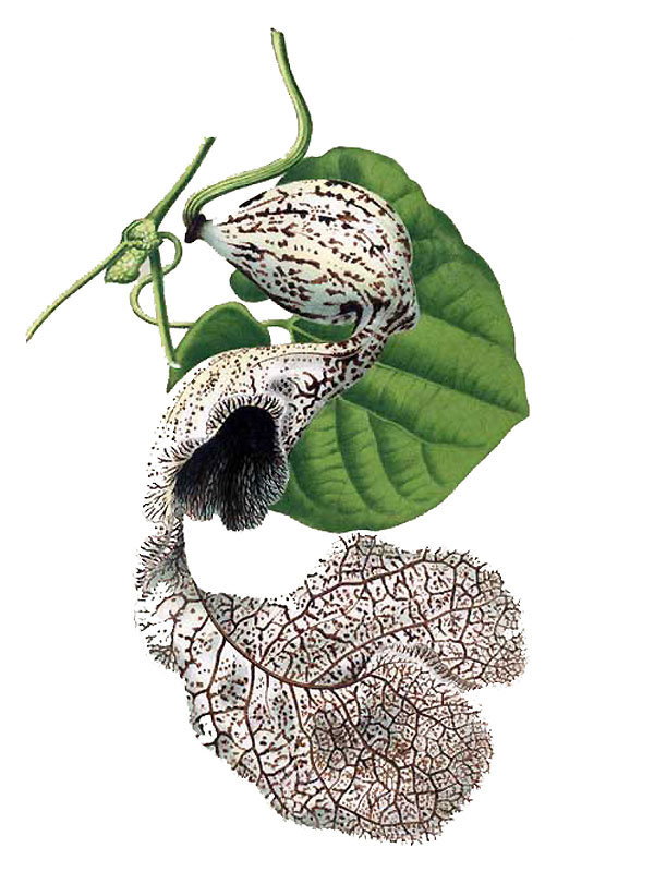Aristolochia cymbifera