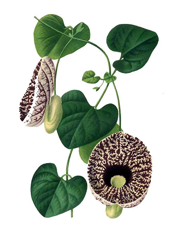 Aristolochia elegans