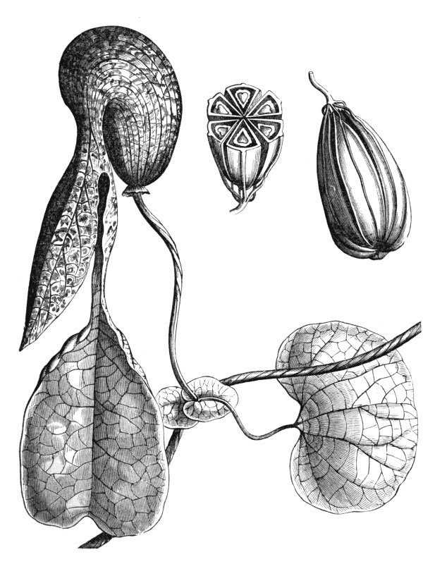 Aristolochia galeata