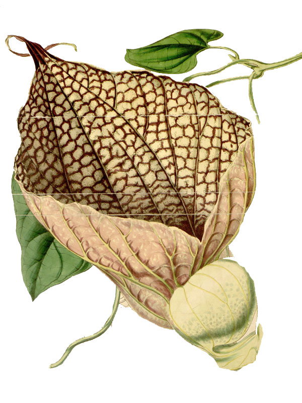 Aristolochia gigantea