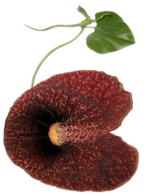 Aristolochia gigantea
