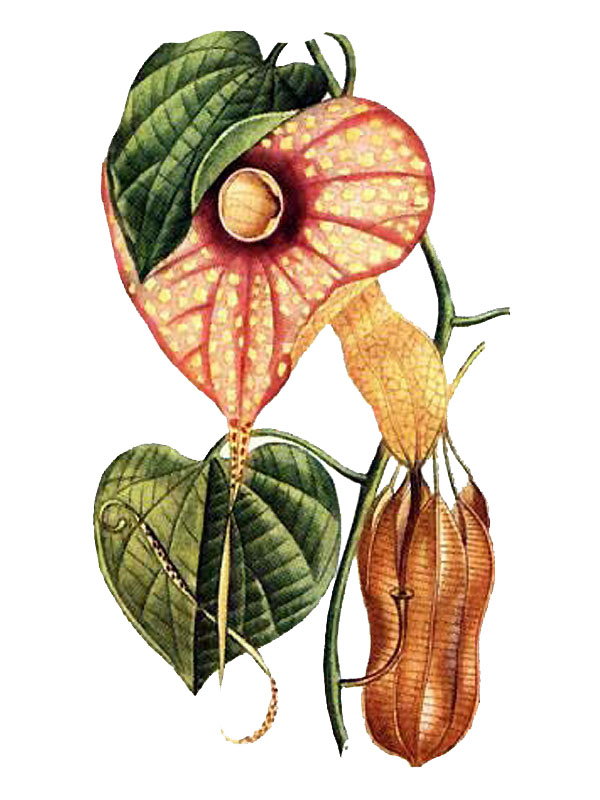 Aristolochia grandiflora