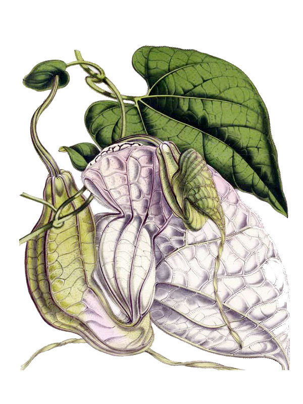 Aristolochia grandiflora