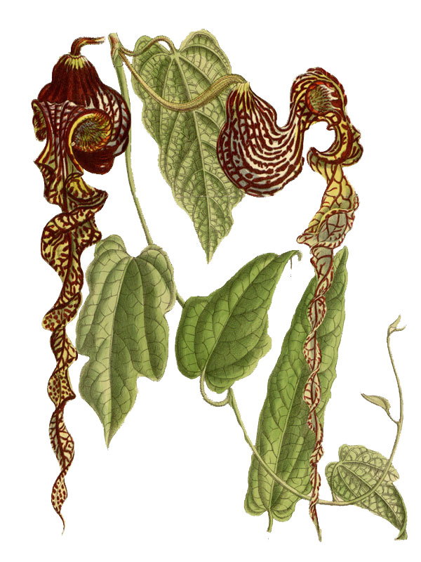 Aristolochia longecaudata