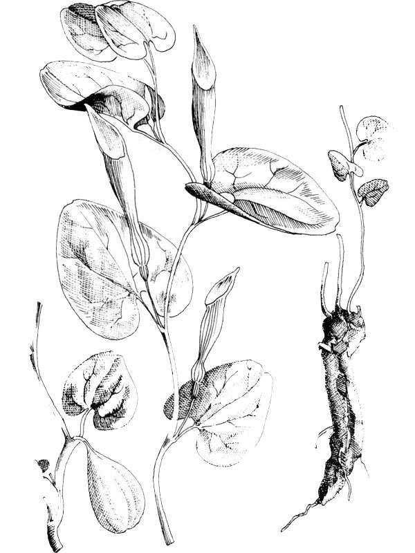 Aristolochia paucinervis