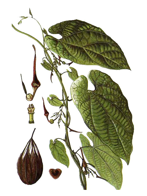 Aristolochia roxburghiana
