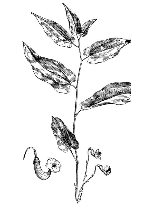 Aristolochia serpentaria
