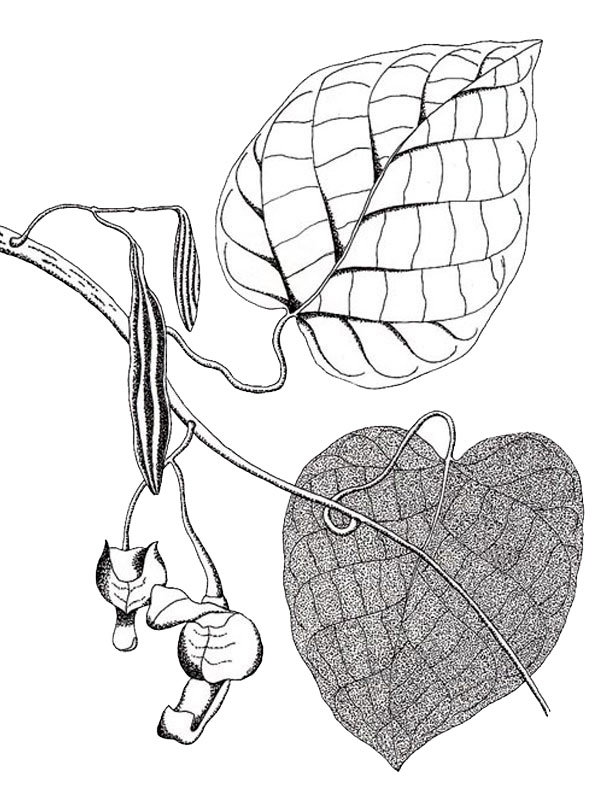 Aristolochia singalangensis