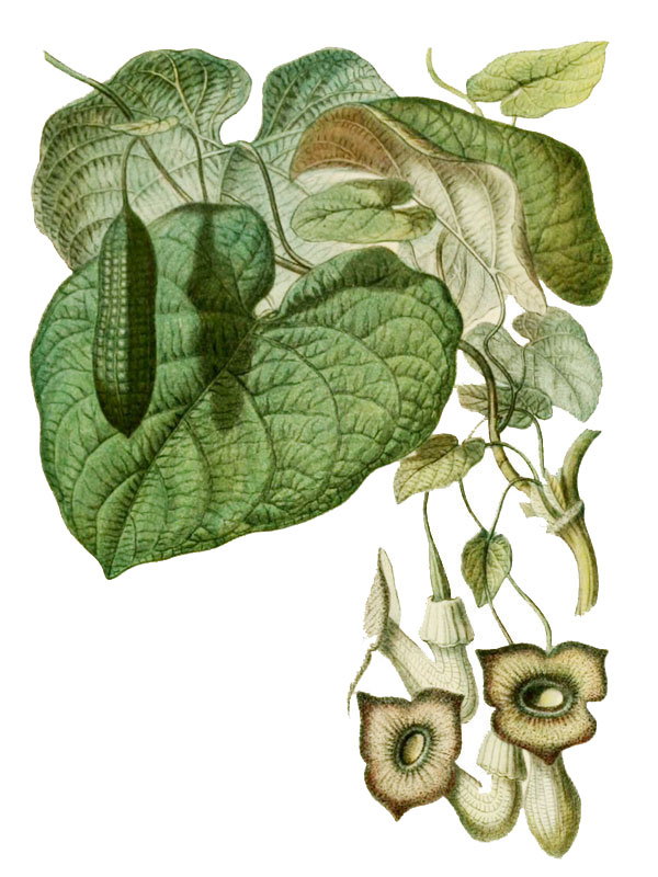 Aristolochia sipho