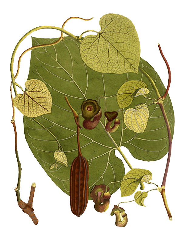 Aristolochia sipho