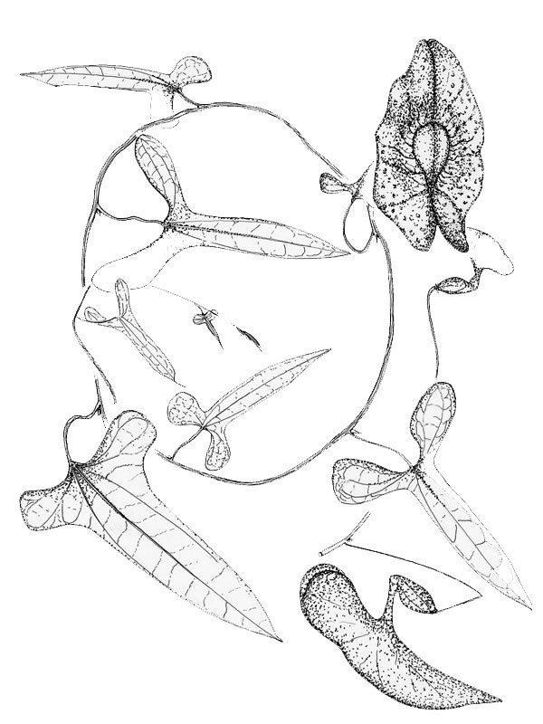 Aristolochia yodoratissima