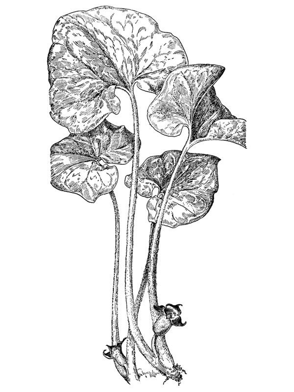 Asarum canadense