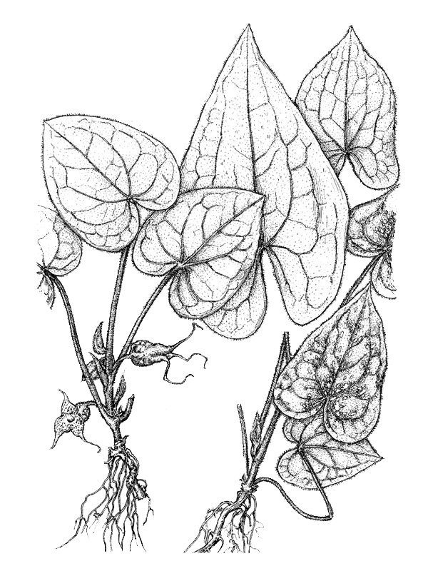 Asarum caudigerum