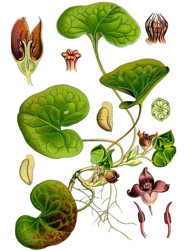 Asarum europaeum