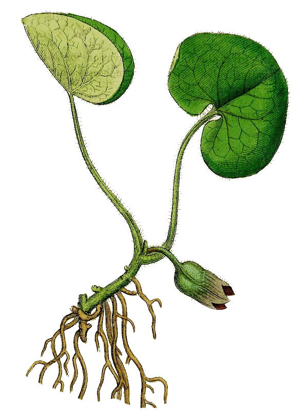 Asarum europaeum