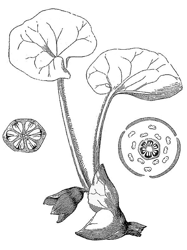 Asarum europaeum