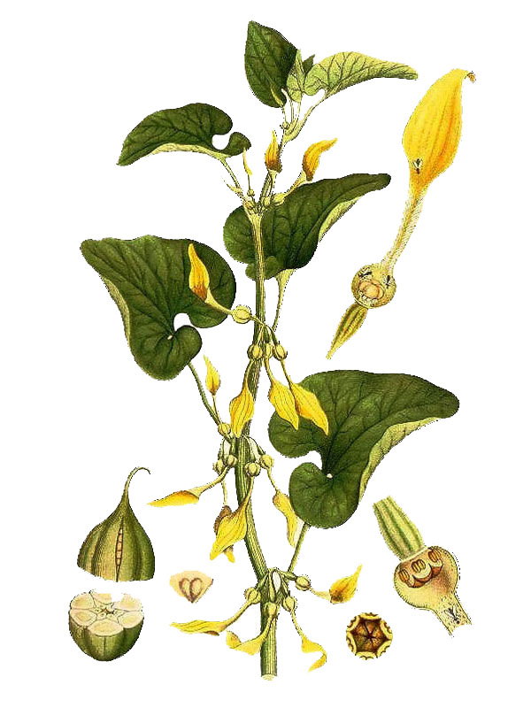Aristolochia clematitis