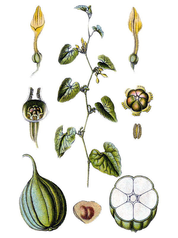 Aristolochia clematitis