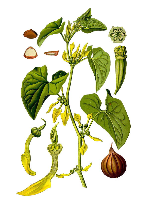 Aristolochia clematitis