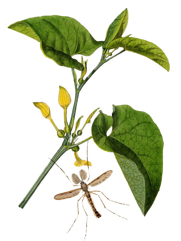 Aristolochia clematitis