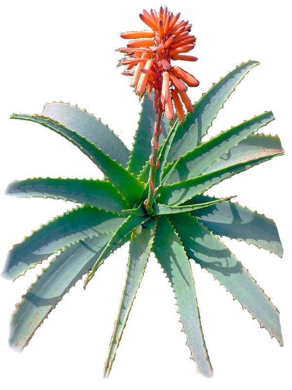 Aloe arborescens
