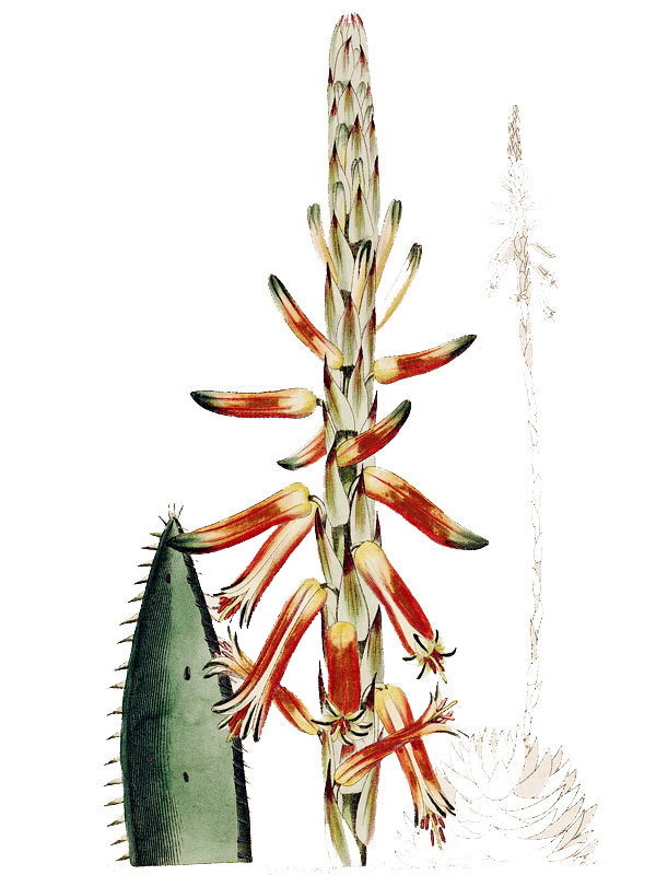 Aloe brevifolia